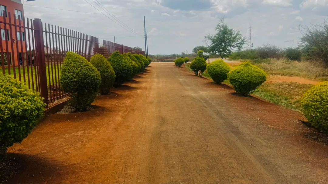 The tree-lined drive along the school fence